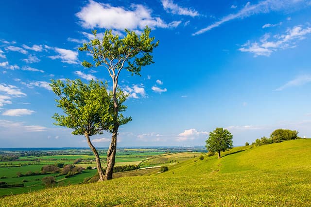 A lone tree on Deacon hill